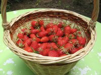 Alcool de fraise (Fraisette)