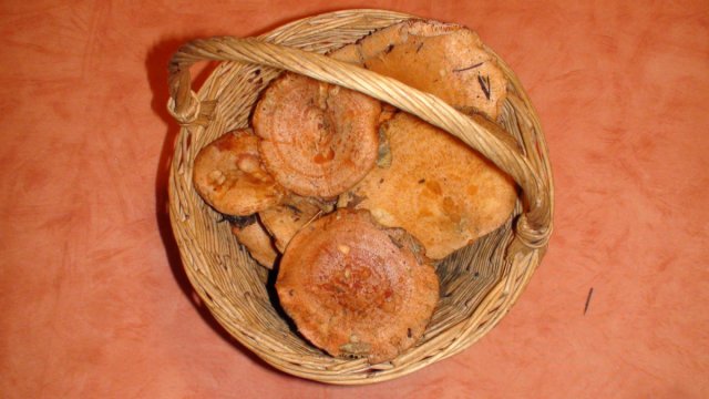 Champignons de pin à l'huile et au vinaigre (conserves de lactaires délicieux ou sanguins)
